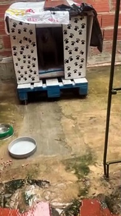 Trying to Help Eggie the Bull Terrier Who Doesn't Like Rain Back into the House