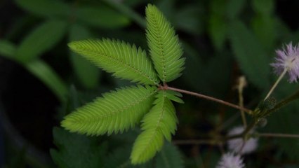 Relaxing Fantasy & Beautiful Instrumental Music 🎶