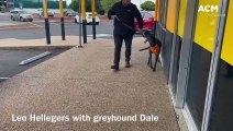 Greyhounds As Pets Leo Helleger with greyhound Dale