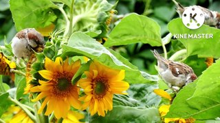 Burung-burung indah