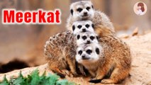 Learn About Meerkats for Kids l Meerkat facts that will amaze your kids l Education & Fun for Kids l @ Jungle Beat