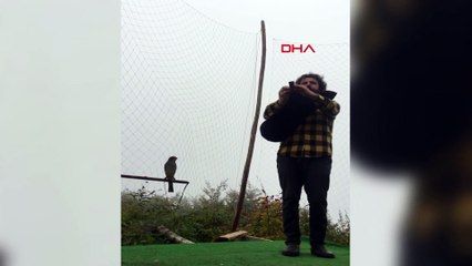 Atmaca beklemediği anda geldi: Tulum çalarken ağına takıldı