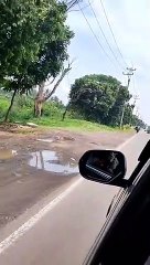 kijoko ini naik kucing albino #dennywewey #dedeinoen