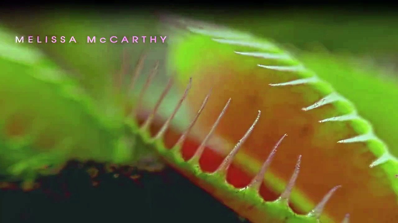 Nine Perfect Strangers Staffel 1 Folge 2 HD Deutsch