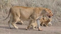 Tiger And Tiger Cub Having Fun