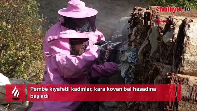 Pembe kıyafetli kadınlar, kara kovan bal hasadına başladı