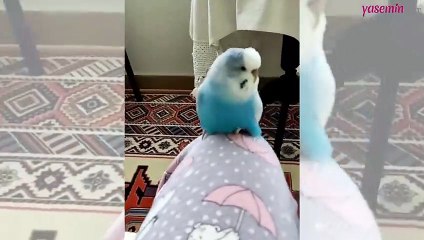 Muhabbet kuşunun bu hareketleri herkesi güldürdü!