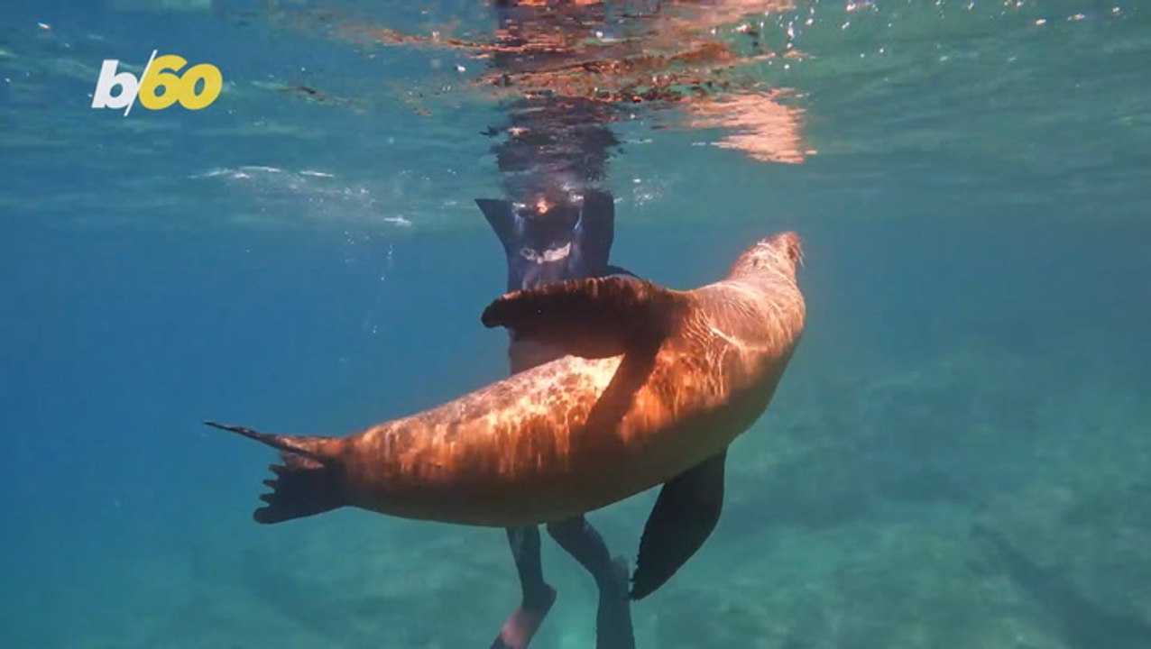 Sea lion hugs snorkeling teenager off coast of Mexico