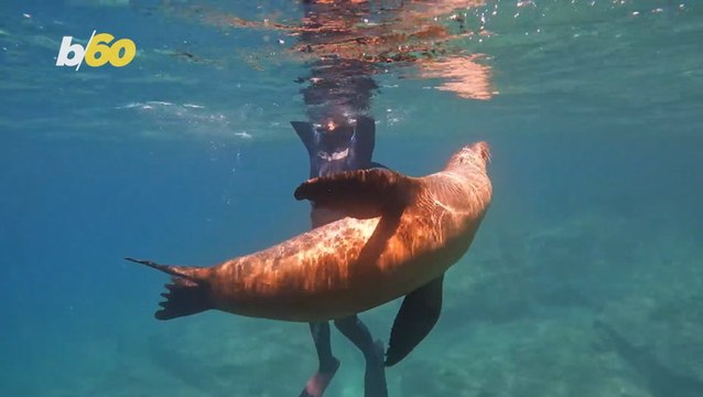 Sea lion hugs snorkeling teenager off coast of Mexico