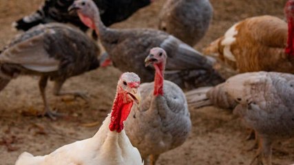 Turkey prices to hit record highs this Thanksgiving