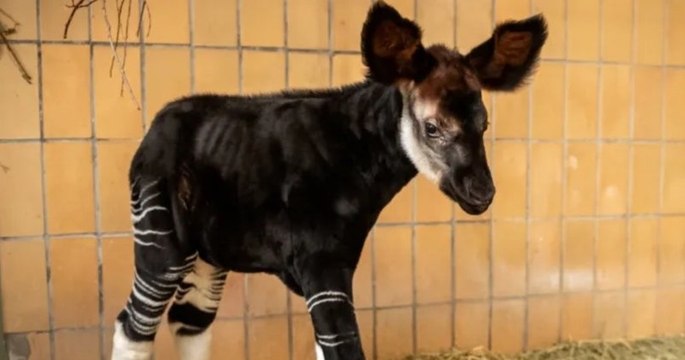 Zoo d'Anvers : naissance exceptionnelle d'un bébé okapi pas comme les autres