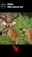 leopard hunts baby antelope #shorts #shortvideo #animals