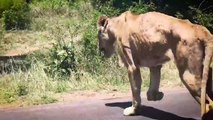 Lions Receive A Tragic End When They Choose The Wrong Prey And What Happens Next