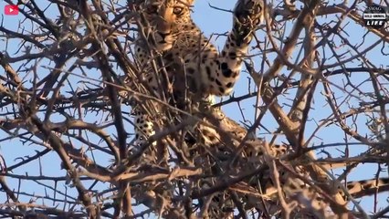Poor Hungry Lions During Dry Season And What Happens Next