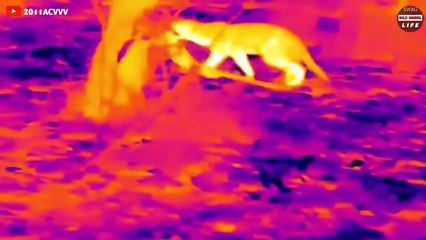 15 Moments Wild Animals Attack Their Prey Caught on Camera