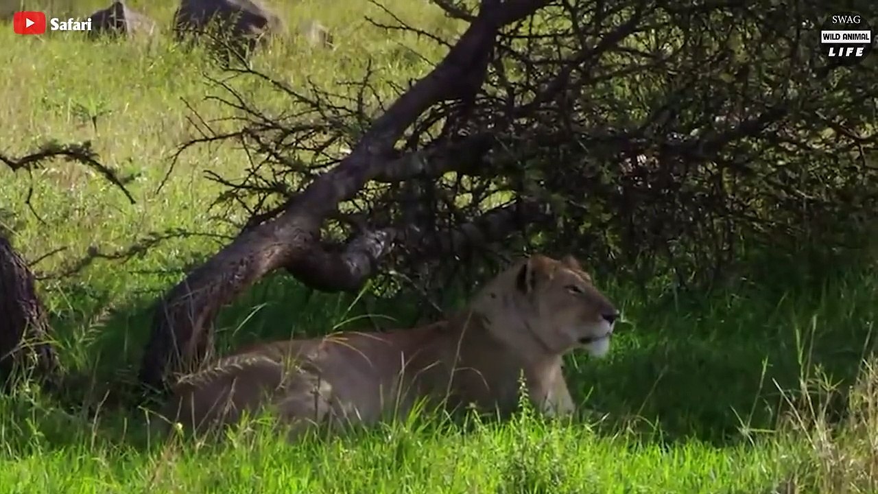 Brutal ! Crocodiles Slaughtered A Series Of Animals Across The River   Wild Animal Life
