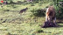 Look What Happened When The Little Jackal Defeated And Tore The Lion King's Body For Prey