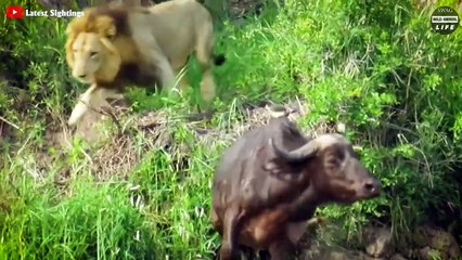 Look What Happens When Buffaloes Try To Save Their Friend From Predators