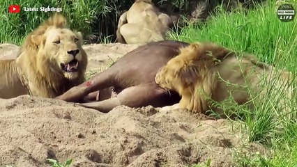 Look What Happens When Stupid Buffalo Challenge Lion King