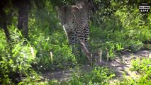 Look What Happens When when Leopard Receives Painful Wound While Trying To Hunt Monitor Lizard