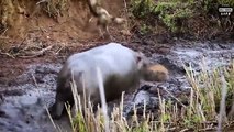 Look What Happens When Angry Hippo Knocks Down Crocodile To Protect Hippo Cub