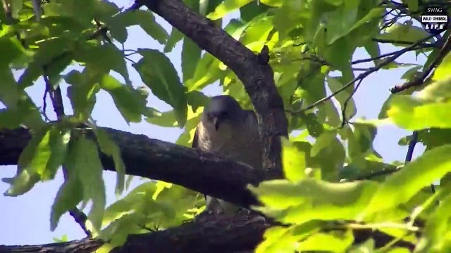 Look What Happens When Brutal Moments Birds Show Snakes Who Is The Boss