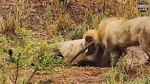 Look What Happens When Hyena Rescues Warthog From Evil Leopard