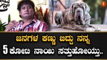 Neapolitan Mastiff :  ಪ್ರಪಂಚದಲ್ಲಿ ಆ ನಾಯಿ ನನ್ನ ಬಳಿ ಮಾತ್ರ ಇತ್ತು | SATHISH CADABOMS |