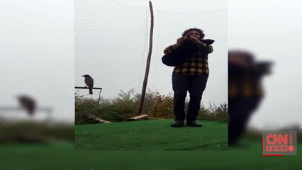 Atmaca tulum sesine geldi, ağa takıldı