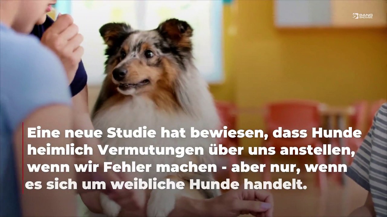 Hündinnen verurteilen Menschen für ihre Fehler