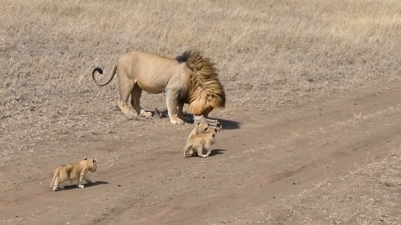 Lion Father Trying To Throw Away His Cubs
