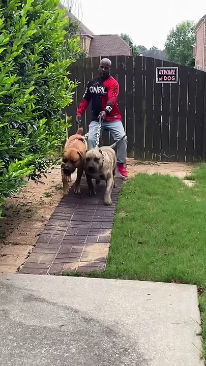 Boerboel and Presa Canario take owner for a walk