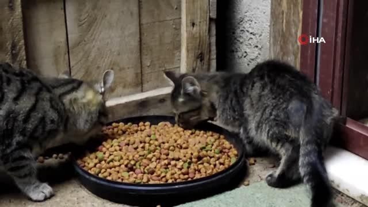 "Kedilerin babası"...Kendi imkanlarıyla tam 80 kedi besliyor