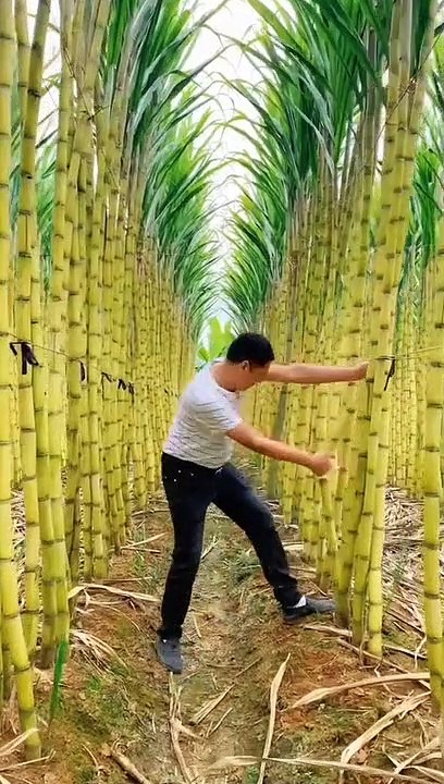 Suger tree farming.