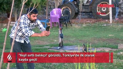 'Yeşil sırtlı balıkçıl' görüldü, Türkiye'de ilk olarak kayda geçti