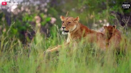 Look What Happens When Stupid Lion Hunts Prey In Crocodile Territory