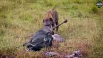 Look What Happens When Scariest Moment Wildebeest Being Eaten Alive