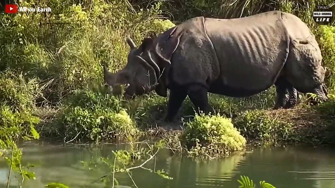 Look What Happens When The Crocodile's Brutal Moment Hunts The Wrong Prey