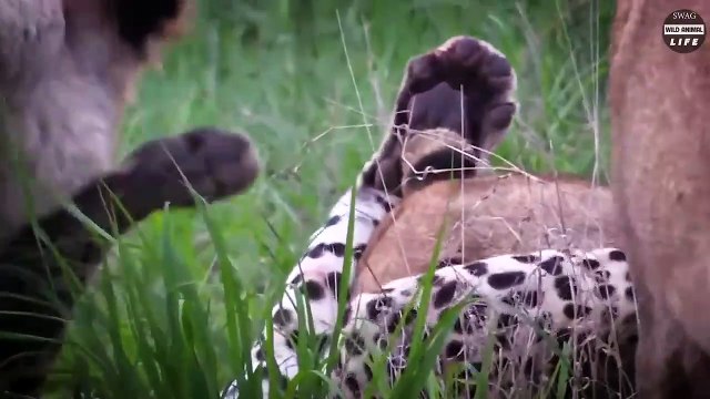 Look What Happens When Brutal Moment Lion Brutally Attacked Big Cat