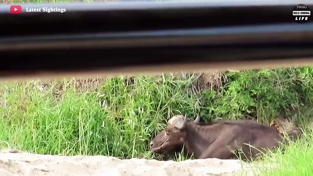 Look What Happens When Lion Tries To Hunt Buffalo Stuck In The Mud