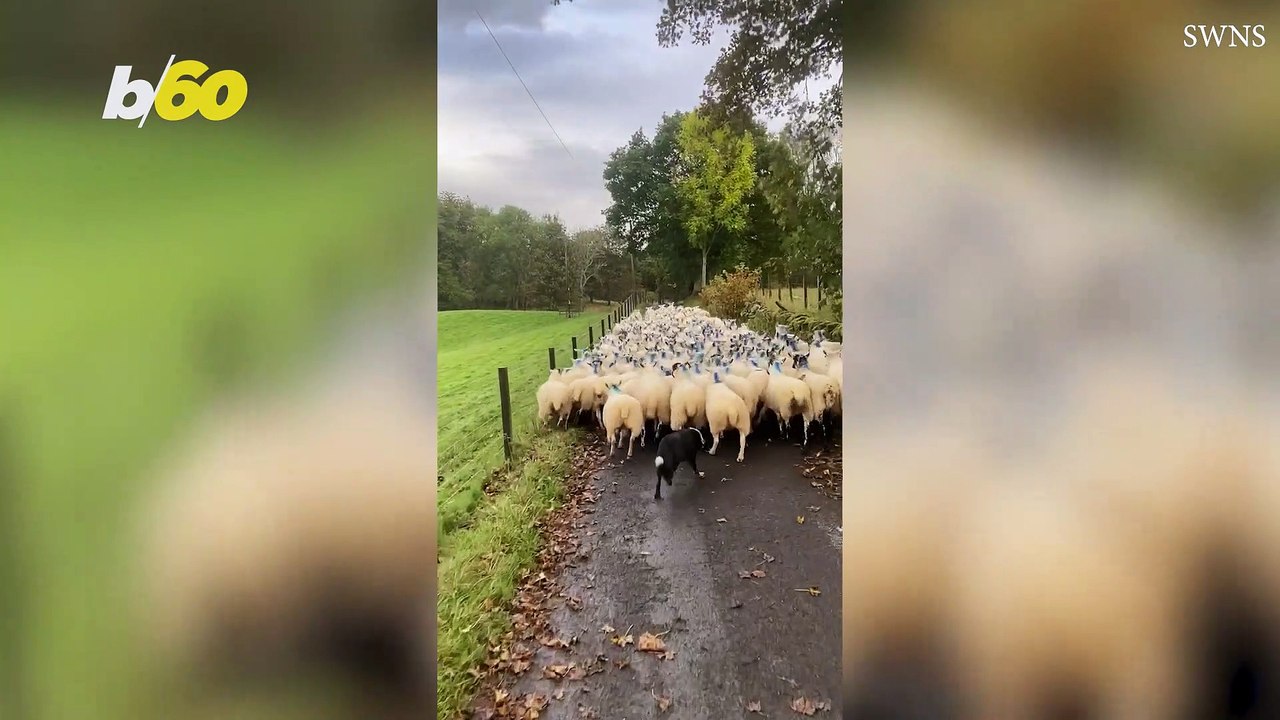 Nothing Can Stop This Sheepdog From Working