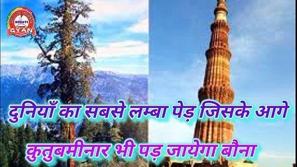 ये है दुनिया का सबसे ऊंचा पेड़, कुतुब मीनार भी इसके आगे लगेगा बौना