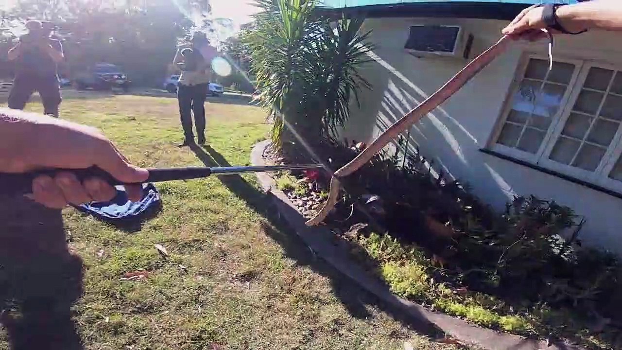 Snake Security - Schlangenalarm in Australien Staffel 1 Folge 16 HD Deutsch