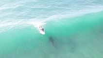 Moment 12ft tiger shark rides wave directly under oblivious surfer