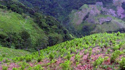Colombia rompe récord histórico de narcocultivos: 204.000 hectáreas en 2021