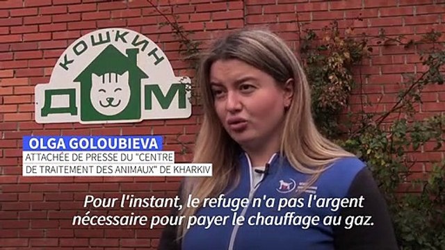 En Ukraine, un refuge contraint de faire adopter tous ses chats en raison du coût du chauffage