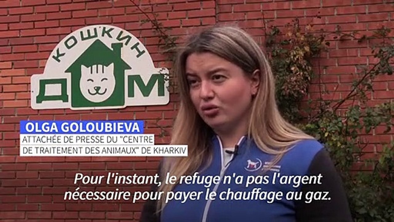 En Ukraine, un refuge contraint de faire adopter tous ses chats en raison du coût du chauffage