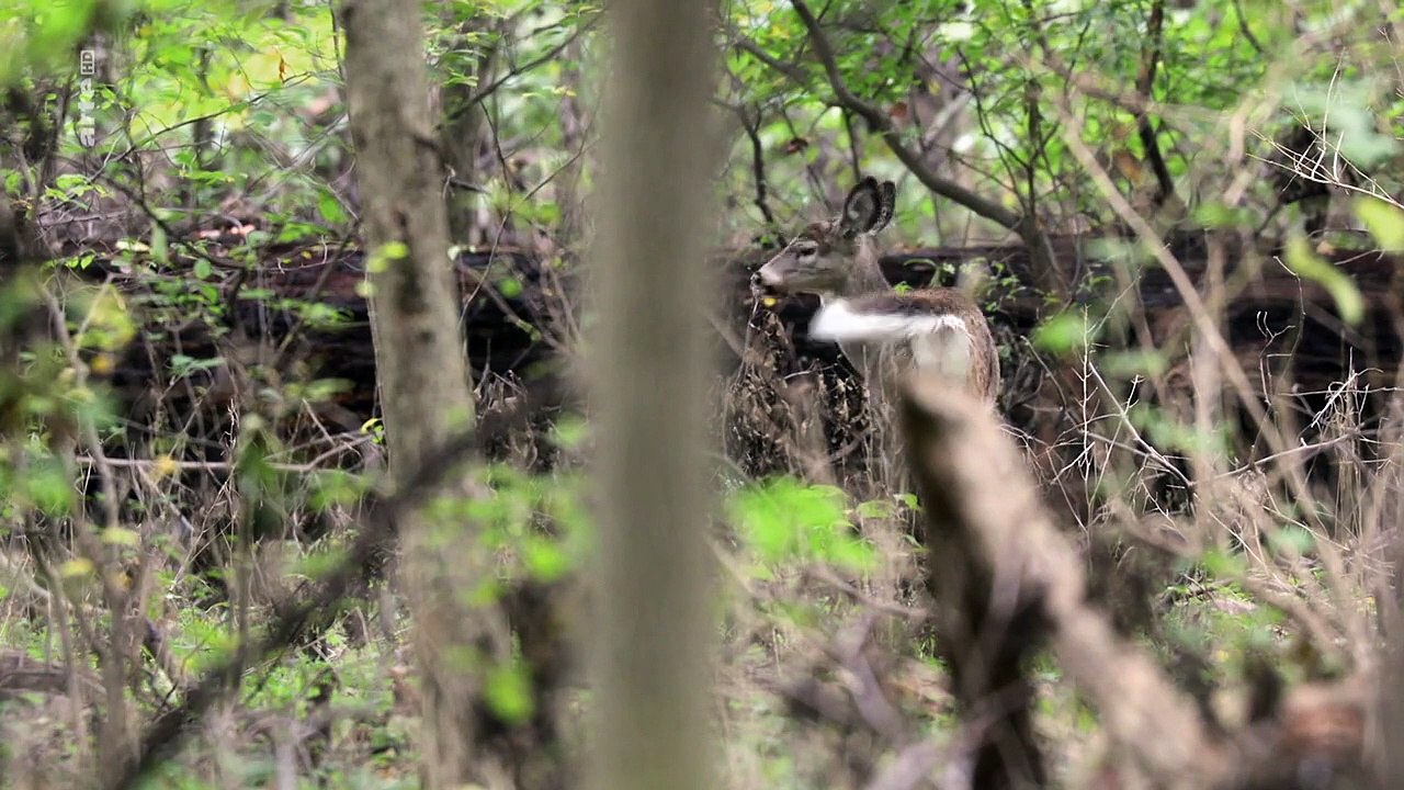 Inselwelt New York - Eine Stadt im Meer Staffel 1 Folge 3 HD Deutsch