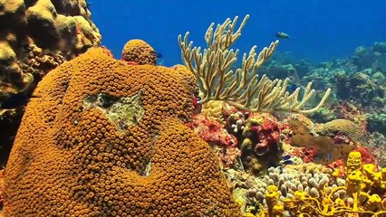 The Beauty of Nature and Fish in the Sea, Makes Relax your mind