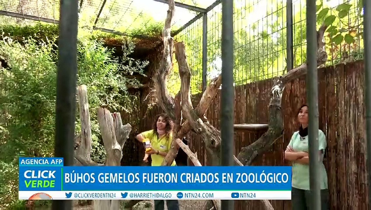 Aves en libertad